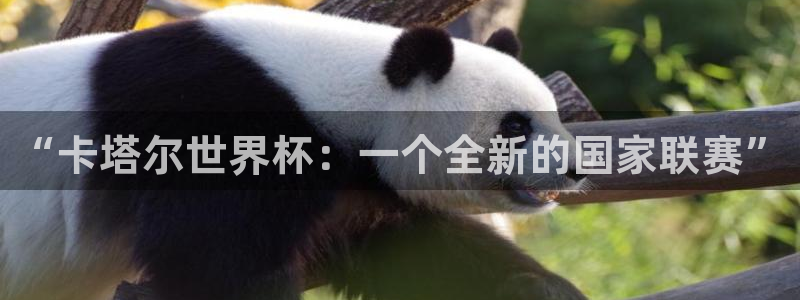 联赛杯直播：“卡塔尔世界杯：一个全新的国家联赛”
